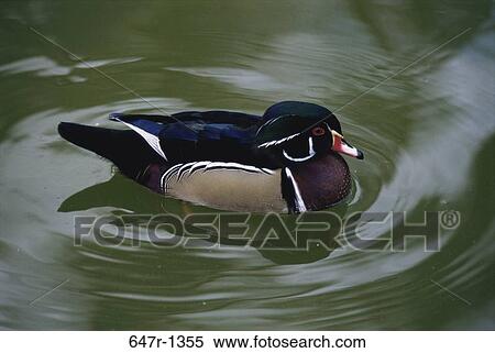 Wood Duck floating on water View Large Photo Image Stock Photography - Wood Duck floating on water. Fotosearch
