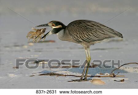 Yellow-crowned Night Heron eating a crab View Large Photo Image Stock Image - Yellow-crowned Night Heron eating a crab. Fotosearch