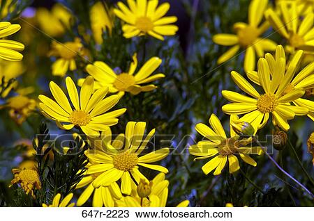 Yellow daisy, close-up View Large Photo Image Stock Image - Yellow daisy, close-up. Fotosearch