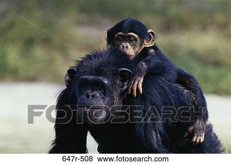 Young chimpanzee sitting on an adult View Large Photo Image Stock Photo - Young chimpanzee sitting on an adult. Fotosearch
