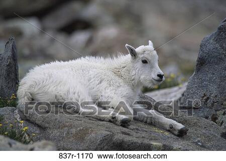 Young mountain goat on a rock View Large Photo Image Stock Image - Young mountain goat on a rock. Fotosearch