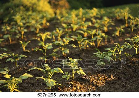 Young potato plants in a field View Large Photo Image Stock Photography - Young potato plants in a field. Fotosearch