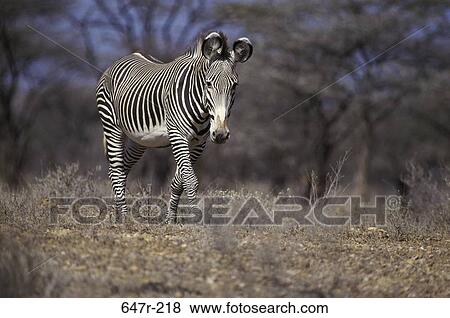 Zebra walking in the forest View Large Photo Image Stock Photo - Zebra walking in the forest. Fotosearch