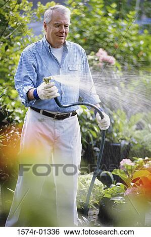 Senior man watering plants with a garden hose View Large Photo Image Stock Photograph - Senior man watering plants with a garden hose. Fotosearch