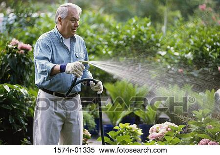 Senior man watering plants with a garden hose View Large Photo Image Stock Photography - Senior man watering plants with a garden hose. Fotosearch