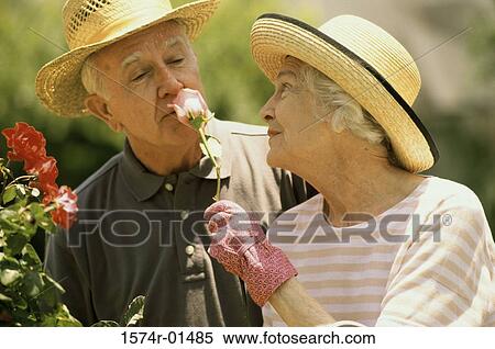 Senior woman holding a rose up to a senior man's nose View Large Photo Image Stock Photography - Senior woman holding a rose up to a senior man's nose. Fotosearch