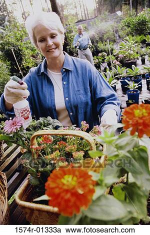 Stock Image - Senior woman spraying insecticide on plants in a greenhouse. Fotosearch