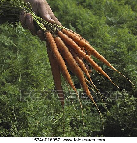 Stock Photo - Carrots. Fotosearch