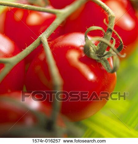 Cherry Tomatoes View Large Photo Image Stock Photo - Cherry Tomatoes. Fotosearch