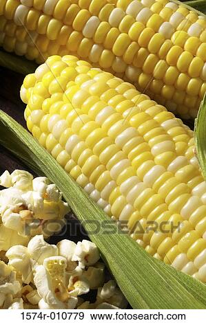 Corn View Large Photo Image Stock Photo - Corn. Fotosearch