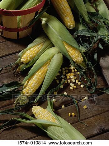 High angle view of corn on the cob View Large Photo Image Picture - High angle view of corn on the cob. Fotosearch