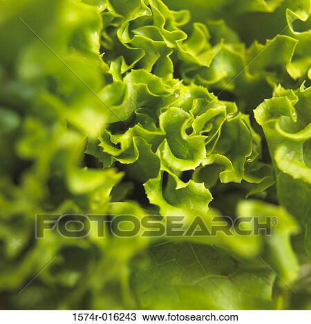 Leaf Lettuce View Large Photo Image Stock Image - Leaf Lettuce. Fotosearch