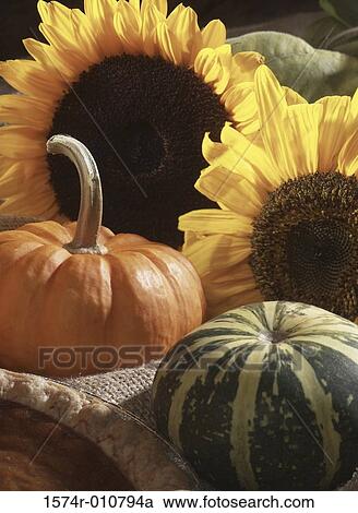 Pumpkin and a squash near sunflowers View Large Photo Image Stock Image - Pumpkin and a squash near sunflowers. Fotosearch