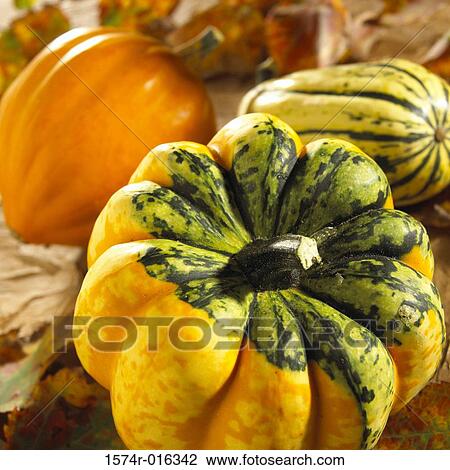 Squashes View Large Photo Image Stock Image - Squashes. Fotosearch