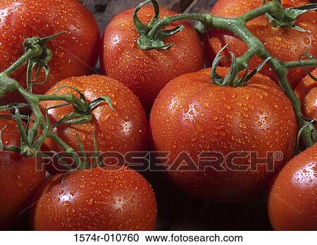 Tomatoes View Large Photo Image Stock Image - Tomatoes. Fotosearch
