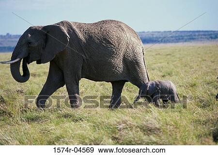 African Elephant with its young (Loxodonta africana) View Large Photo Image Stock Photo - African Elephant with its young (Loxodonta africana). Fotosearch