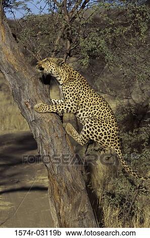 African leopard climbing a tree (Panthera pardus) View Large Photo Image Stock Image - African leopard climbing a tree (Panthera pardus). Fotosearch