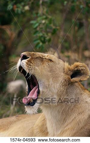 African lion yawning (Panthera leo) View Large Photo Image Stock Image - African lion yawning (Panthera leo). Fotosearch