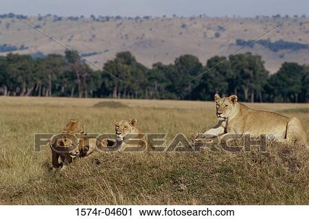 African lions lying on grass, Kenya (Panthera Leo) View Large Photo Image Stock Image - African lions lying on grass, Kenya (Panthera Leo). Fotosearch