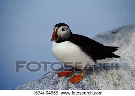 Stock Photography - Atlantic Puffin on a rock. Fotosearch