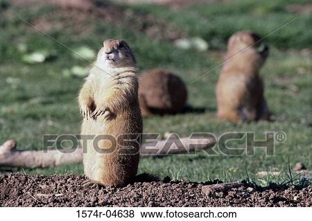 Black-tailed Prairie Dogs on a field (Cynomys ludovicianus) View Large Photo Image Stock Photo - Black-tailed Prairie Dogs on a field (Cynomys ludovicianus). Fotosearch