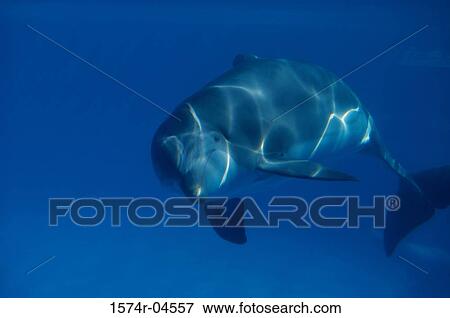 Bottle-nosed Dolphin underwater (Tursiops truncatus) View Large Photo Image Stock Photo - Bottle-nosed Dolphin underwater (Tursiops truncatus). Fotosearch