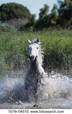 Camargue horse running in water (Equus caballus) View Large Photo Image Stock Image - Camargue horse running in water (Equus caballus). Fotosearch