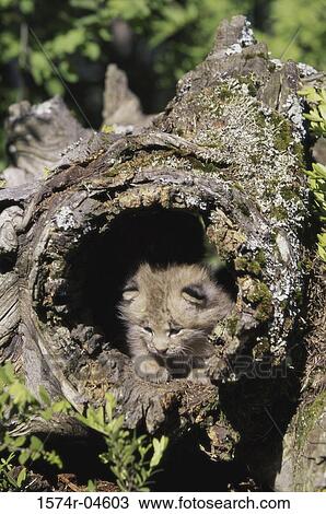 Canada Lynx cub in a tree trunk (Lynx canadensis) View Large Photo Image Stock Image - Canada Lynx cub in a tree trunk (Lynx canadensis). Fotosearch