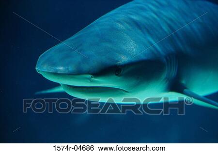 Caribbean Reef Shark underwater View Large Photo Image Stock Photograph - Caribbean Reef Shark underwater. Fotosearch