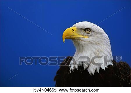 Close-up of a Bald Eagle (Haliaeetus leucocephalus ) View Large Photo Image Stock Photography - Close-up of a Bald Eagle (Haliaeetus leucocephalus ). Fotosearch