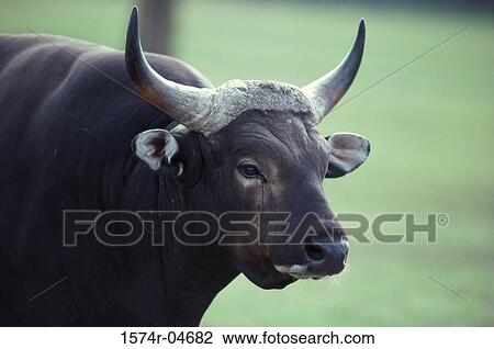 Close-up of a banteng (Bos javanicus) View Large Photo Image Stock Image - Close-up of a banteng (Bos javanicus). Fotosearch