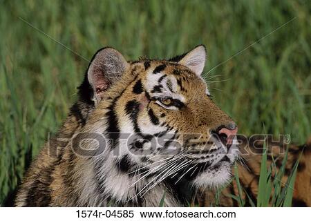 Close-up of a Bengal Tiger (Panthera tigris) View Large Photo Image Stock Photography - Close-up of a Bengal Tiger (Panthera tigris). Fotosearch