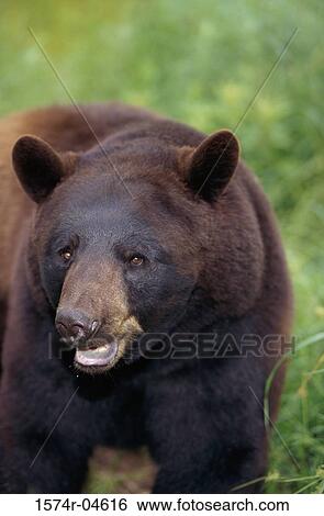 Close-up of a Black Bear (Ursus americanus) View Large Photo Image Stock Photograph - Close-up of a Black Bear (Ursus americanus). Fotosearch