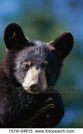 Close-up of a Black Bear (Ursus americanus) View Large Photo Image Stock Photography - Close-up of a Black Bear (Ursus americanus). Fotosearch