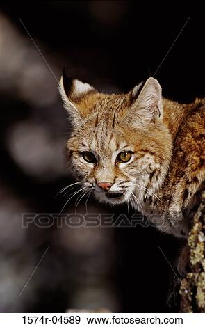 Close-up of a bobcat (Lynx rufus) View Large Photo Image Stock Photo - Close-up of a bobcat (Lynx rufus). Fotosearch