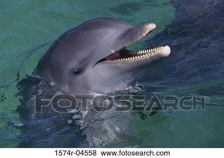 Close-up of a Bottle-nosed Dolphin (Tursiops truncatus) View Large Photo Image Stock Photo - Close-up of a Bottle-nosed Dolphin (Tursiops truncatus). Fotosearch