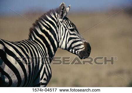 Close-up of a Burchell's Zebra (Equus burchelli) View Large Photo Image Stock Photo - Close-up of a Burchell's Zebra (Equus burchelli). Fotosearch