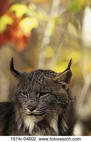 Close-up of a Canada Lynx (Lynx canadensis) View Large Photo Image Stock Image - Close-up of a Canada Lynx (Lynx canadensis). Fotosearch