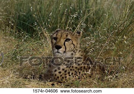 Close-up of a cheetah (Acinonyx jubatus) View Large Photo Image Stock Photograph - Close-up of a cheetah (Acinonyx jubatus). Fotosearch