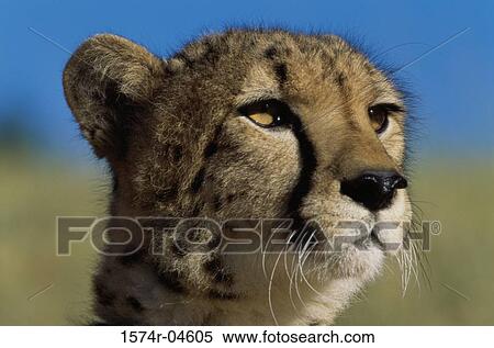 Close-up of a cheetah (Acinonyx jubatus) View Large Photo Image Stock Photography - Close-up of a cheetah (Acinonyx jubatus). Fotosearch