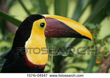 Close-up of a Chestnut-mandibled Toucan (Ramphastos swainsonii) View Large Photo Image Stock Photo - Close-up of a Chestnut-mandibled Toucan (Ramphastos swainsonii). Fotosearch