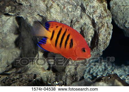 Stock Photo - Close-up of a Flame Angelfish (Centropyge loriculus). Fotosearch