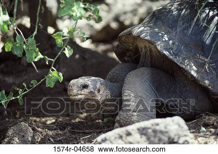Close-up of a Galapagos Giant Tortoise View Large Photo Image Stock Photo - Close-up of a Galapagos Giant Tortoise. Fotosearch