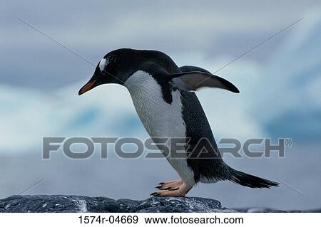 Close-up of a Gentoo Penguin (Pygoscelis papua) View Large Photo Image Stock Photo - Close-up of a Gentoo Penguin (Pygoscelis papua). Fotosearch