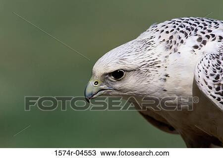 Stock Image - Close-up of a gyrfalcon (Falco rusticolus). Fotosearch