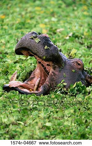 Close-up of a hippopotamus in a swamp (Hippopotamus amphibius) View Large Photo Image Stock Photo - Close-up of a hippopotamus in a swamp (Hippopotamus amphibius). Fotosearch
