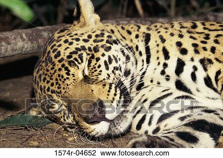 Close-up of a jaguar sleeping (Panthera onca) View Large Photo Image Stock Image - Close-up of a jaguar sleeping (Panthera onca). Fotosearch