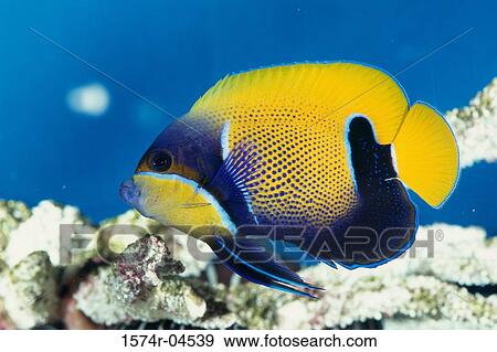 Close-up of a Majestic Angelfish (Euxiphipops nevarchus) View Large Photo Image Stock Photo - Close-up of a Majestic Angelfish (Euxiphipops nevarchus). Fotosearch