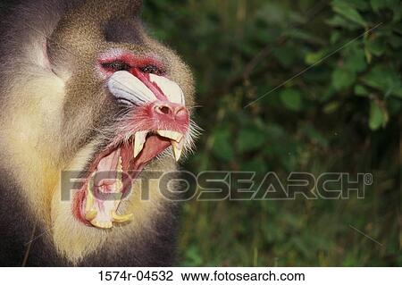 Close-up of a male mandrill (Mandrillus sphinx) View Large Photo Image Stock Image - Close-up of a male mandrill (Mandrillus sphinx). Fotosearch