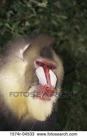 Close-up of a male mandrill (Mandrillus sphinx) View Large Photo Image Stock Image - Close-up of a male mandrill (Mandrillus sphinx). Fotosearch
